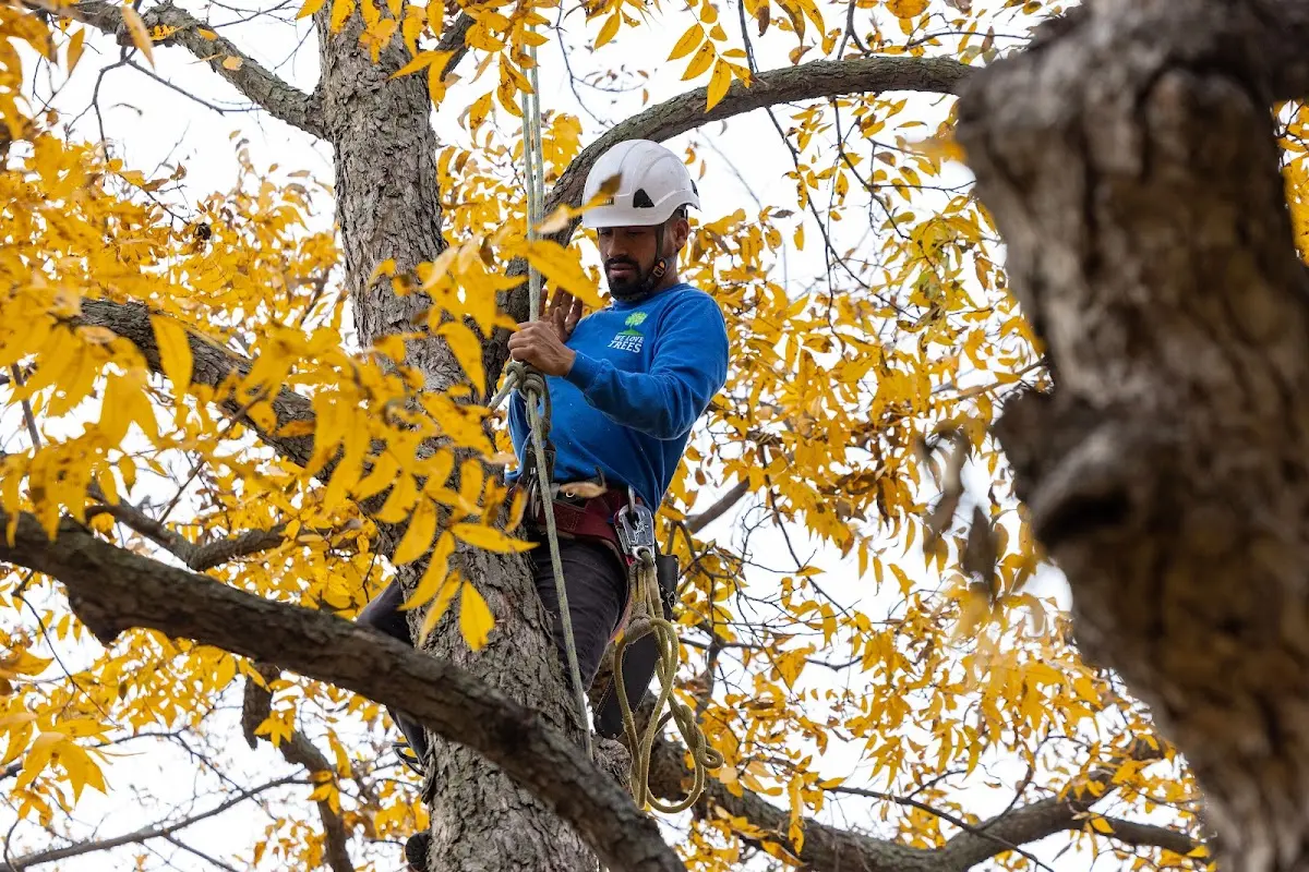 Skilled Tree Transplanting crew working in Elkton